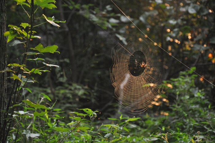 On the trails, nature can be seen at work.