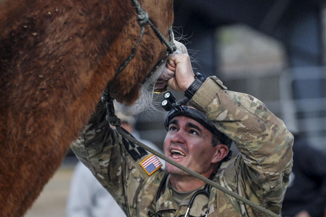 Army Maj. Steven Kohne performs an oral dental exam on a mule for the equine care class during the 351st Civil Affairs Command Veterinary Training Conference at the Marine Corps Mountain Warfare Training Center in Bridgeport, Calif., May 4, 2016. The command's veterinary officers attended the conference to share best practices with their peers within the command. Kohne is a veterinary preventive medicine officer assigned to the 440th Civil Affairs Battalion. Army photo by Capt. James Orth