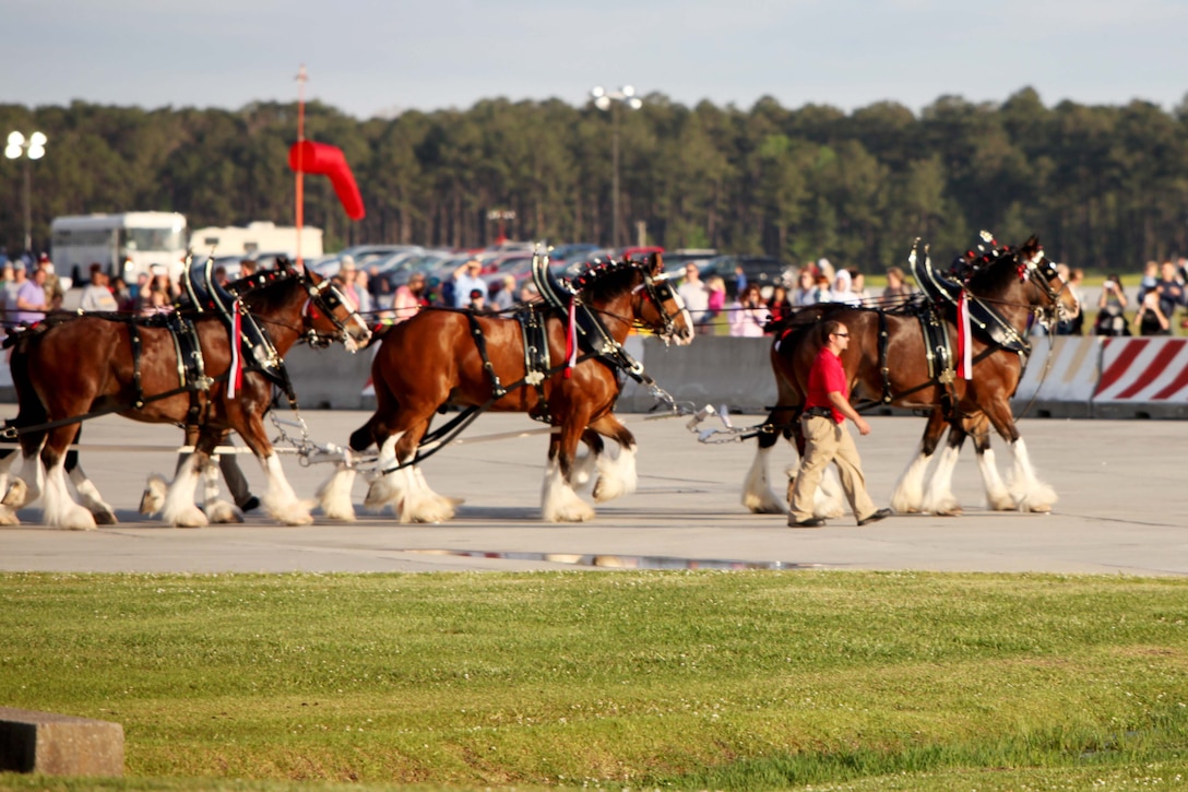 The Budweiser Clydesdales majestically trot across the flight line during an aerial performance at the 2016 MCAS Cherry Point Air Show – “Celebrating 75 Years” at Marine Corps Air Station Cherry Point, N.C., April 29, 2016.
The Budweiser Clydesdales, a hitch of horses derived from farms in Clydesdale, Scotland, serve as ambassadors for the Anheuser-Busch Brewing Company. The eight-horse team is well known throughout the public for its lavish performances. This year’s air show celebrated MCAS Cherry Point and 2nd Marine Aircraft Wing’s 75th anniversary and is as much fun on the ground as it is in the air.
