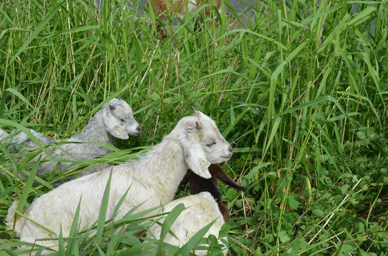 WALLA WALLA, Wash. – A herd of goats arrives today, Friday, May 6, to remove weeds and other vegetation growing on levees that border the creek shoreline extending from the Mill Creek diversion dam downstream to the metal division works foot bridge near the Mill Creek Office. 

The first phase of grazing (about 400 goats) is planned for the south side of the Mill Creek channel near the diversion dam, across the creek from Rooks Park. The goats will be contained within electric fencing while working in the vegetation-maintenance zone, accompanied by professional herding dogs and shepherds.
