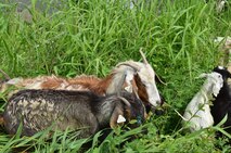 WALLA WALLA, Wash. – A herd of goats arrives today, Friday, May 6, to remove weeds and other vegetation growing on levees that border the creek shoreline extending from the Mill Creek diversion dam downstream to the metal division works foot bridge near the Mill Creek Office. 

The first phase of grazing (about 400 goats) is planned for the south side of the Mill Creek channel near the diversion dam, across the creek from Rooks Park. The goats will be contained within electric fencing while working in the vegetation-maintenance zone, accompanied by professional herding dogs and shepherds.
