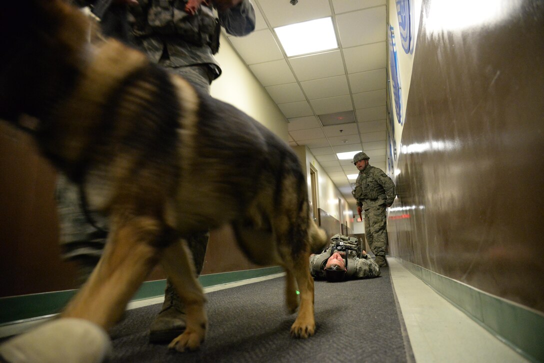 A 51st Security Forces Squadron military working dog scours a building with its trainer during an active shooter exercise at Osan Air Base, Republic of Korea, May 6, 2016. Osan’s defenders neutralized the simulated active shooter minutes after they entered the building. The scenario officially kicked off the week-long readiness exercise, Beverly Herd 16-01. (U.S. Air Force photo by Tech. Sgt. Travis Edwards/Released)