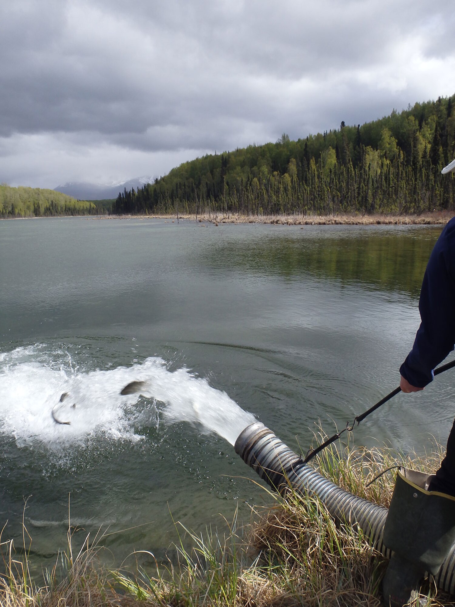 A fisheries technician with the Center for Environmental Management of Military Lands holds a tube steady as it funnels rainbow trout into a lake on Joint Base Elmendorf-Richardson, Alaska, May 9. Depending on the location, the technicians will either transport the fish manually by bucket, or pump them through a tube from the truck directly. (Courtesy photo)