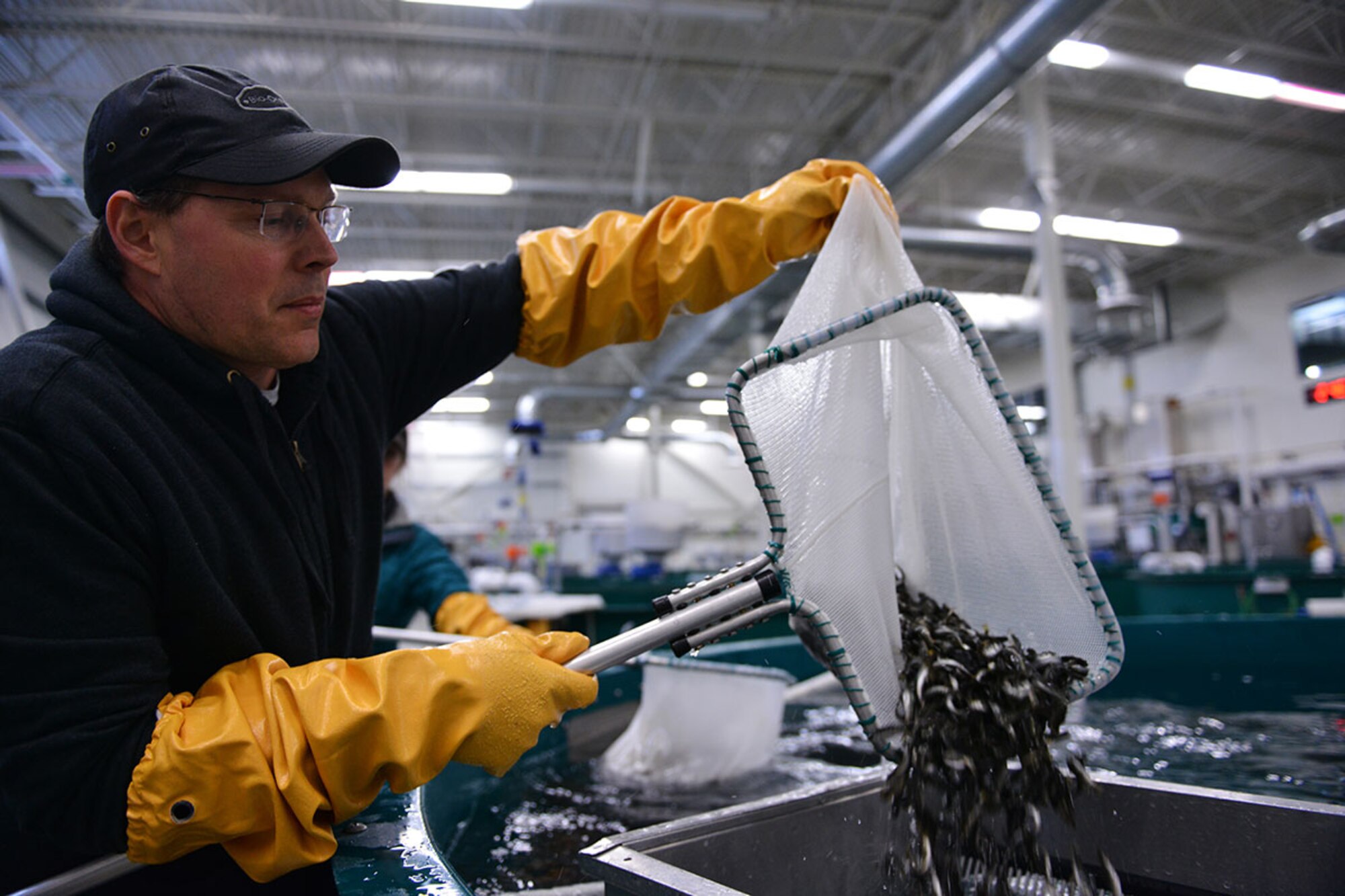 Bob McFadden, a fish culturist with the William Jack Hernandez Sport Fish Hatchery, sorts rainbow trout as the larger ones are transferred to a new tank at the hatchery. The trout are scheduled to be released for sport fishing in a year's time. (U.S. Air Force photo by Senior Airman Kyle Johnson)