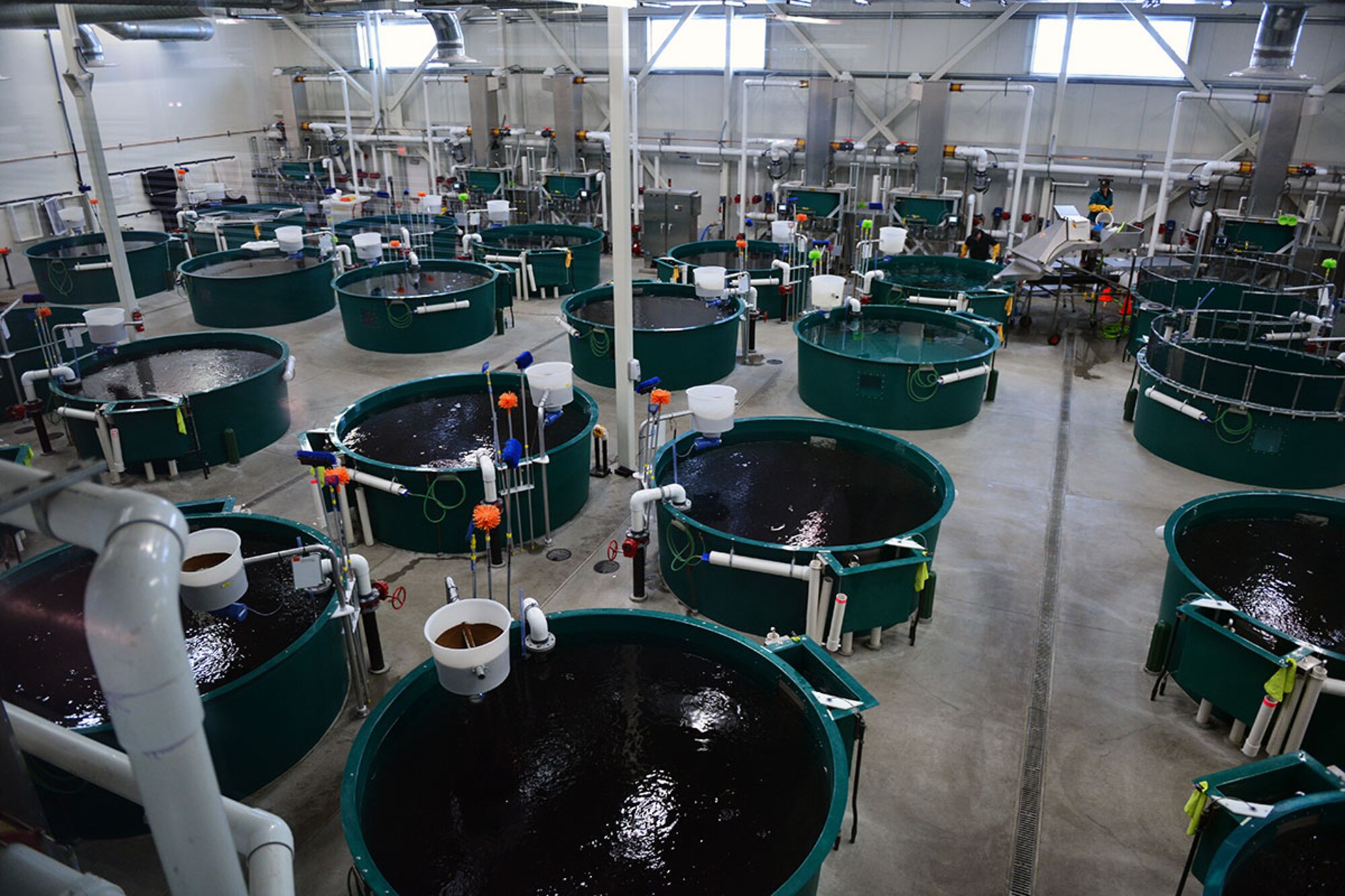 Rainbow trout wait in various levels of growth at the William Jack Hernandez Sport Fish Hatchery, Anchorage, Alaska. The hatchery is named after Bill Hernandez, a World War II contractor out of Wake Island who was a prisoner of war for three years. He later enlisted in the U.S. Army and rehabilitated the lakes and streams on Fort Richardson. (U.S. Air Force photo by Senior Airman Kyle Johnson)