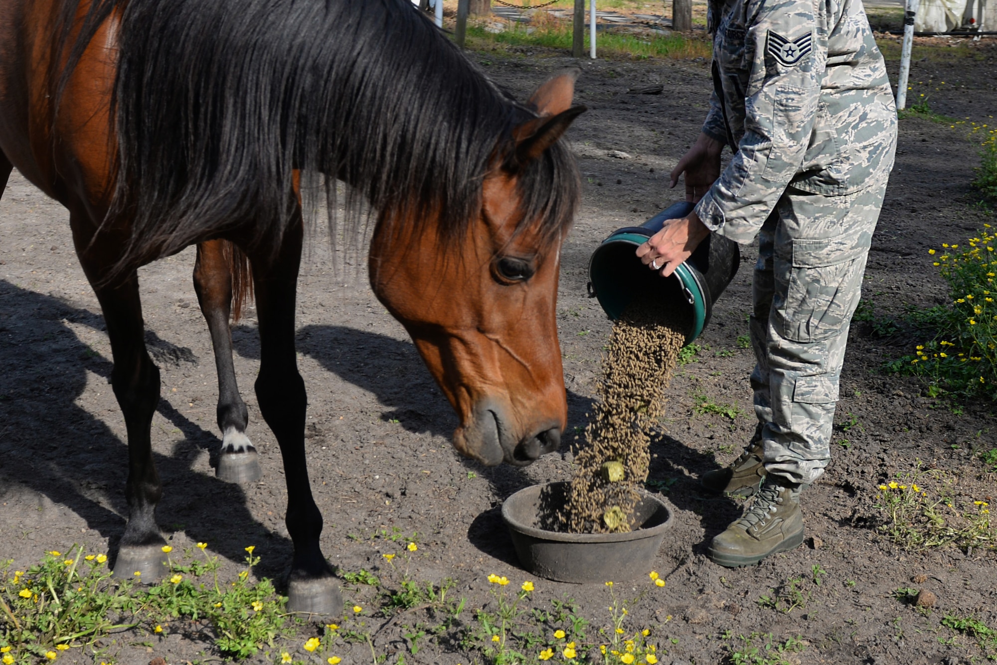 Staff Sgt. Katrina Rubisch, 4th Equipment Maintenance Squadron aircraft armament systems technician, feeds her horses, March 25, 2016, in Goldsboro, North Carolina. Rubisch owns two horses whom she interacts with and feeds twice a day. (U.S. Air Force photo by Airman 1st Class Ashley Williamson/Released)