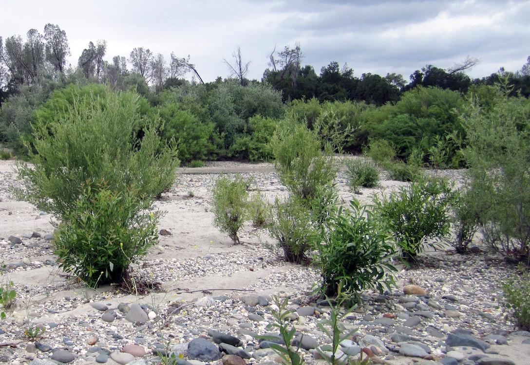 Preservationists hope that riparian plantings like these on Hammon Bar in the Yuba River will improve habitat for a host of wildlife in and near the river.