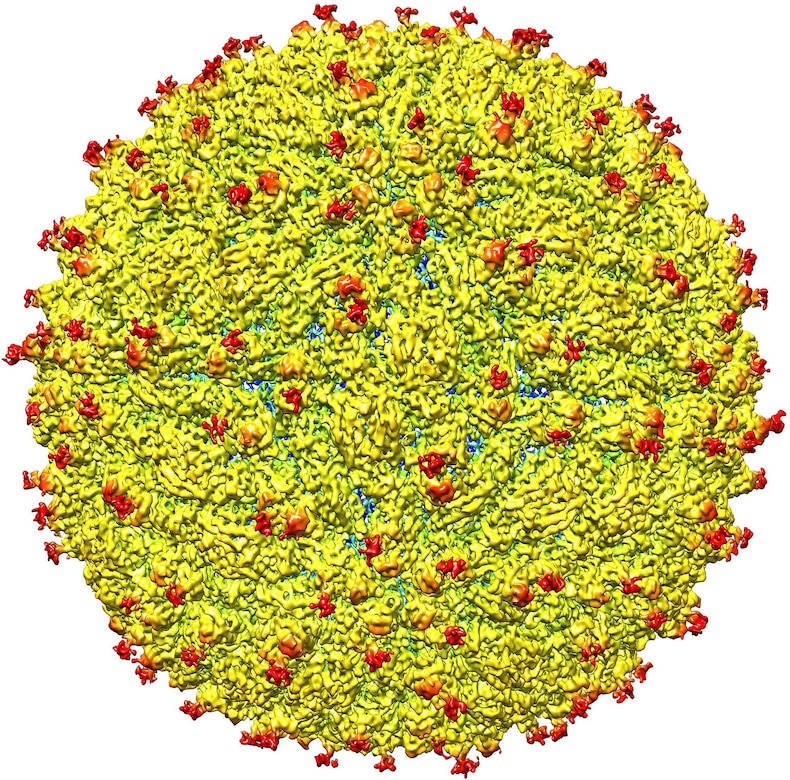 A representation of the surface of the Zika virus with protruding envelope glycoproteins (red) shown. Photo courtesy of Kuhn and Rossmann research groups, Purdue University, research funded by the National Institute of Allergy and Infectious Disease