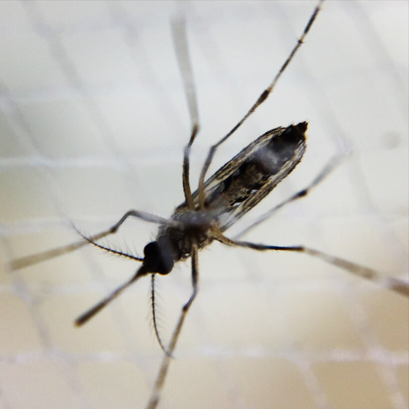 A female Aedes aegypti mosquito. National Institute of Allergy and Infectious Diseases photo