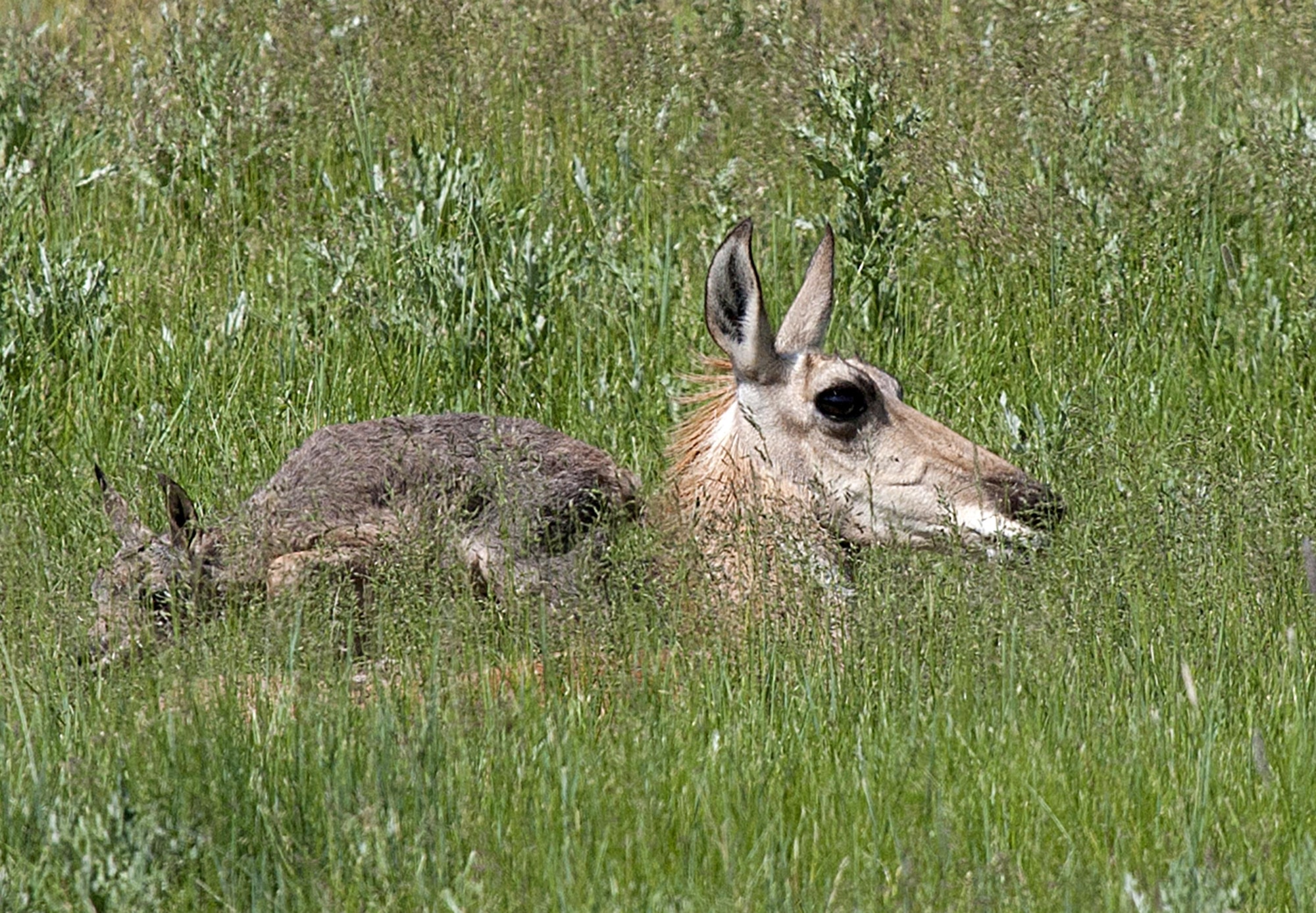 A pronghorn doe lies in the tall grass in the field east of the F.E. Warren Air Force Base Medical Treatment Facility with one of her newborn fawns. Fawns are often left alone by their mothers who come back to feed them. A fawn by itself may not be abandoned. It is illegal to touch a pronghorn calf. (U.S. Air Force photo by R.J. Oriez)