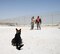 Military working dog Rogaine is commanded to stay by his handler, Staff Sgt. Michael Peralez (center), 379th Expeditionary Security Forces Squadron, as he prepares to search Staff Sgt. Jahmal Hardy, also a 379th ESFS MWD handler, during a training exercise May 7, 2016, at Al Udeid Air Base, Qatar. MWDs are used throughout the region to support detection and deterrence efforts by security forces personnel. (U.S. Air Force photo by Technical Sgt. Carlos J. Trevino/Released)