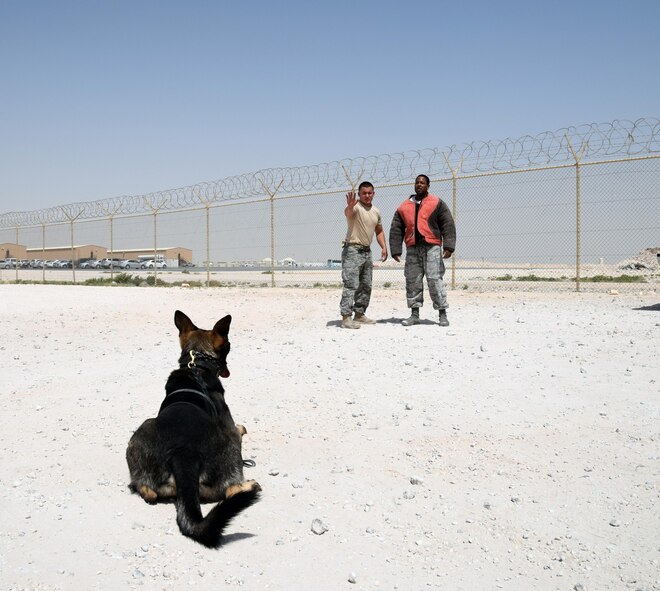 Military working dog Rogaine is commanded to stay by his handler, Staff Sgt. Michael Peralez (center), 379th Expeditionary Security Forces Squadron, as he prepares to search Staff Sgt. Jahmal Hardy, also a 379th ESFS MWD handler, during a training exercise May 7, 2016, at Al Udeid Air Base, Qatar. MWDs are used throughout the region to support detection and deterrence efforts by security forces personnel. (U.S. Air Force photo by Technical Sgt. Carlos J. Trevino/Released)