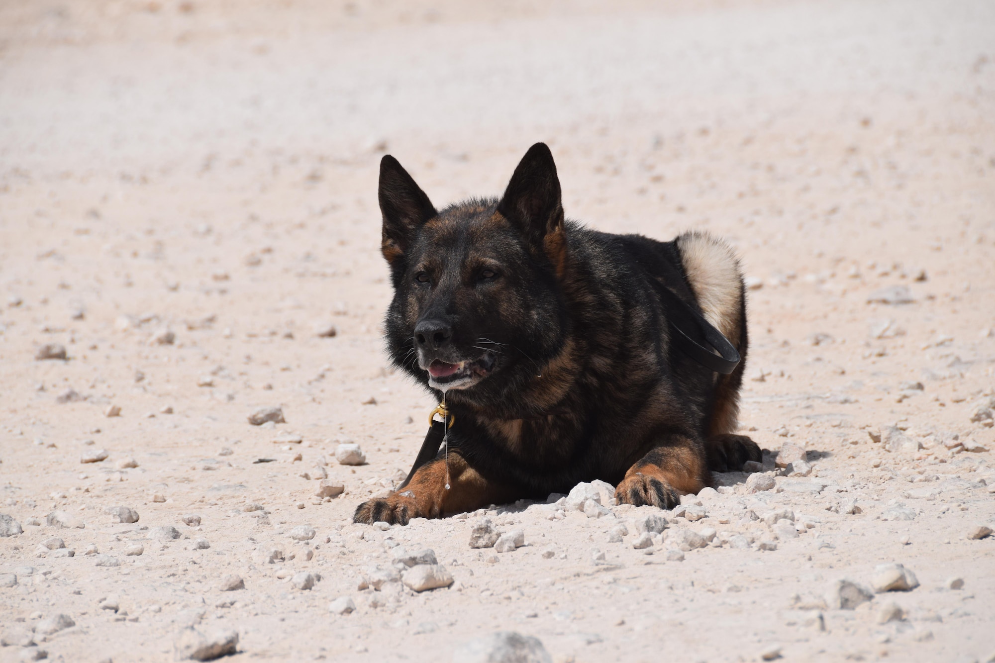 Military working dog Nero, a MWD with the 379th Expeditionary Security Forces Squadron, salivates at a chance to train during an exercise at Al Udeid Air Base, Qatar, May 7, 2016. MWDs are used throughout the region to support detection and deterrence efforts by security forces personnel. (U.S. Air Force photo by Technical Sgt. Carlos J. Trevino/Released)