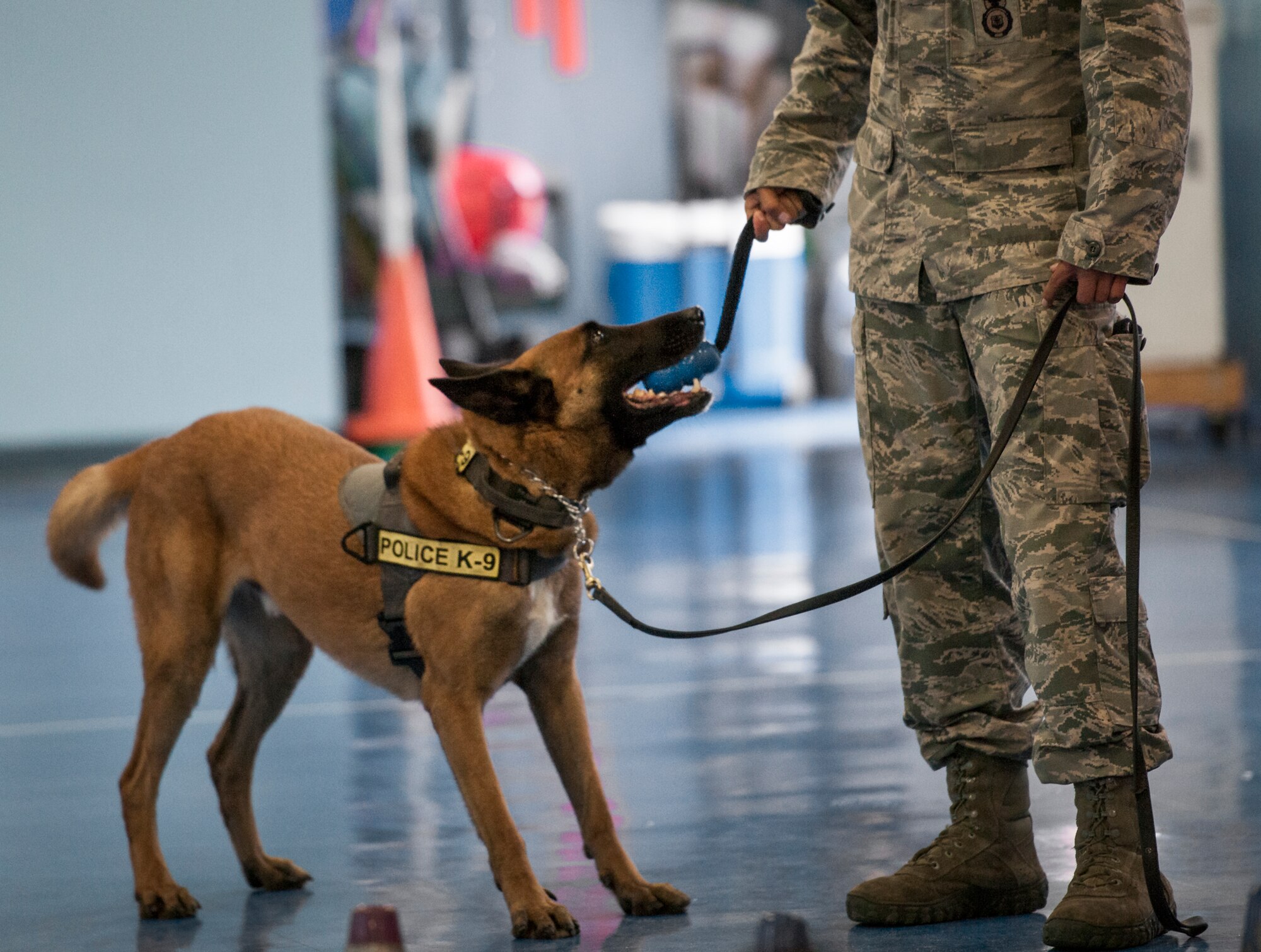K9 elementary 2025