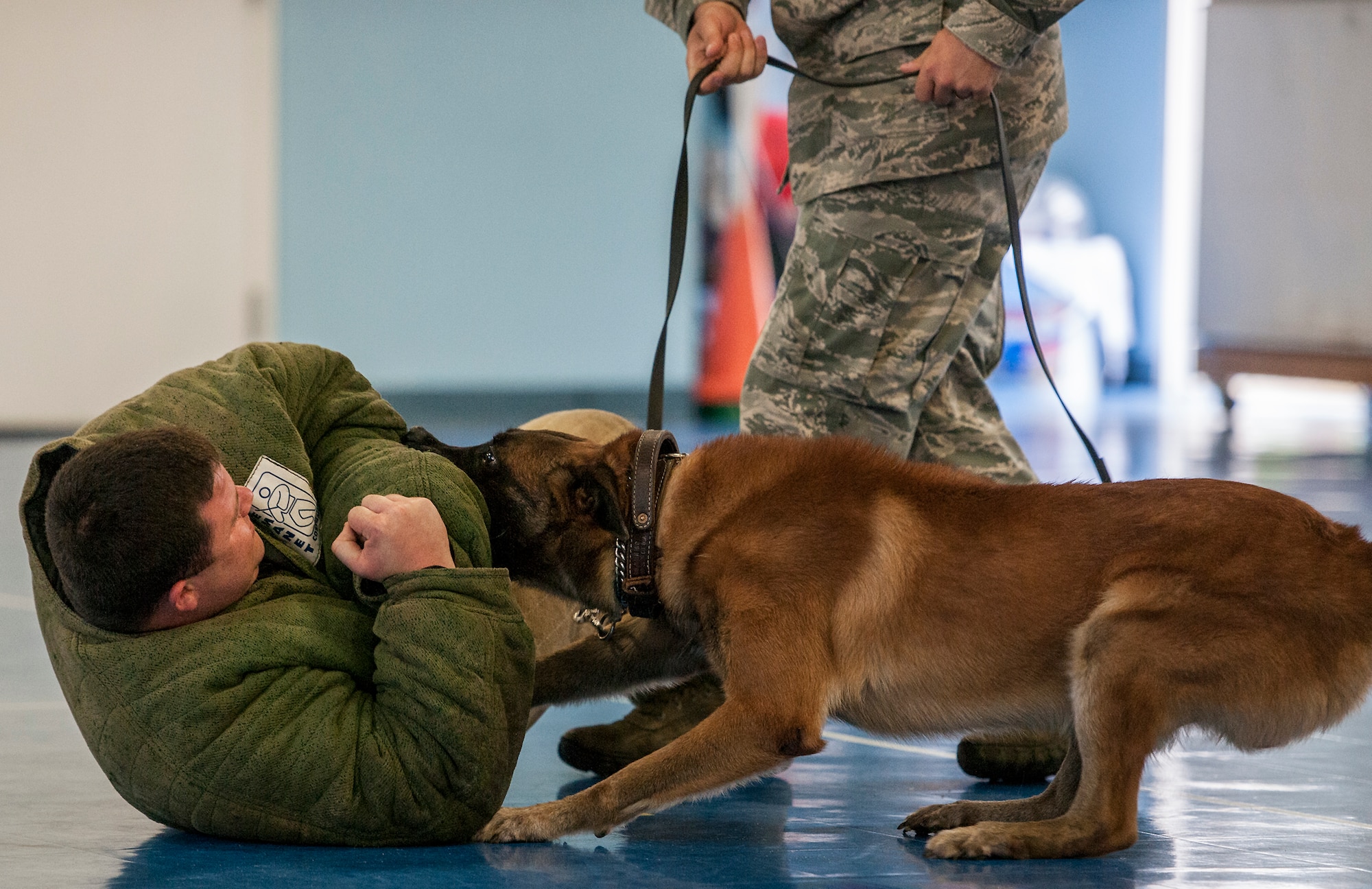 Rex, a 96th Security Forces Squadron military working dog, keeps the bad guy “grounded” during a demonstration for Eglin Elementary School kids May 17 at Eglin Air Force Base, Fla.  The event was in celebration of National Police Week.  More than 100 children watched two MWD teams perform obedience and attack displays.  (U.S. Air Force photo/Samuel King Jr.)