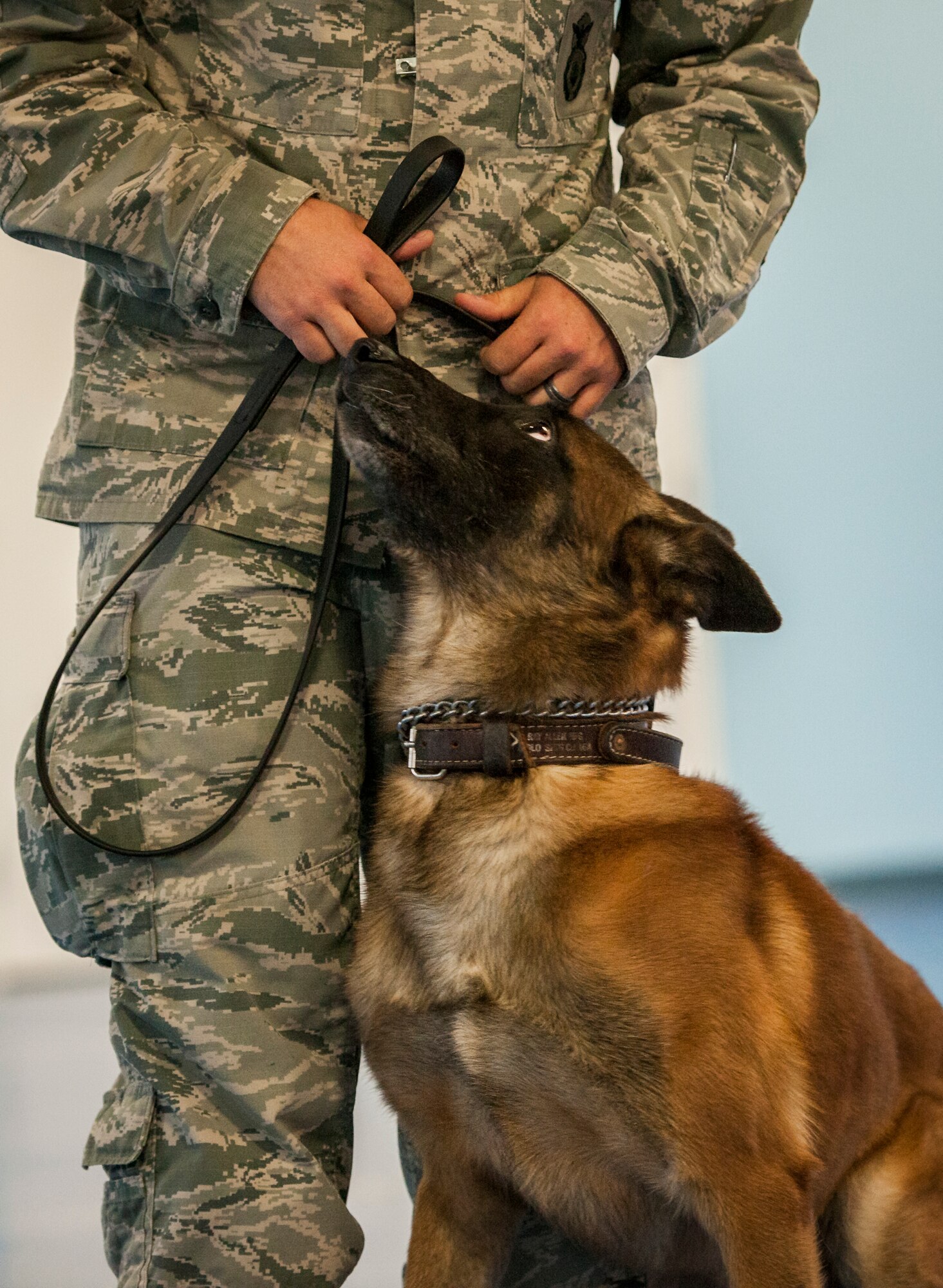 Rex, a 96th Security Forces Squadron military working dog, looks up at his partner during a demonstration for Eglin Elementary School kids May 17 at Eglin Air Force Base, Fla.  The event was in celebration of National Police Week.  More than 100 children watched two MWD teams perform obedience and attack displays.  (U.S. Air Force photo/Samuel King Jr.)