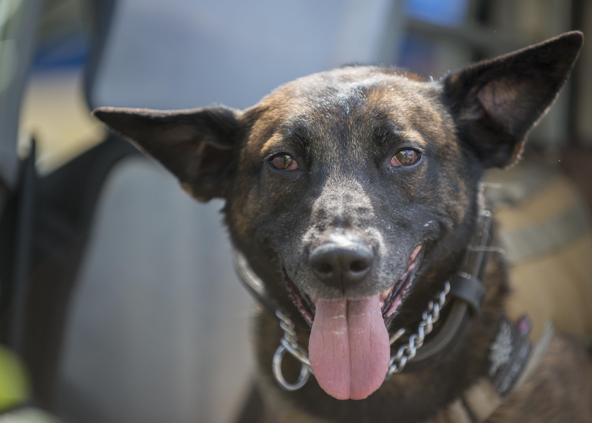 Rocky, 31st Security Forces Squadron military working dog, rest after a MWD demonstration during National Police Week May 16, 2016, at Aviano Air Base, Italy. The weeklong event began with a proclamation wreath laying ceremony, several demonstrations and fundraising activities. (U.S. Air Force photo by Airman 1st Class Cory W. Bush/Released)
