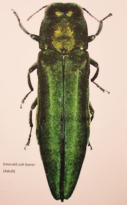 Emerald Ash Borer