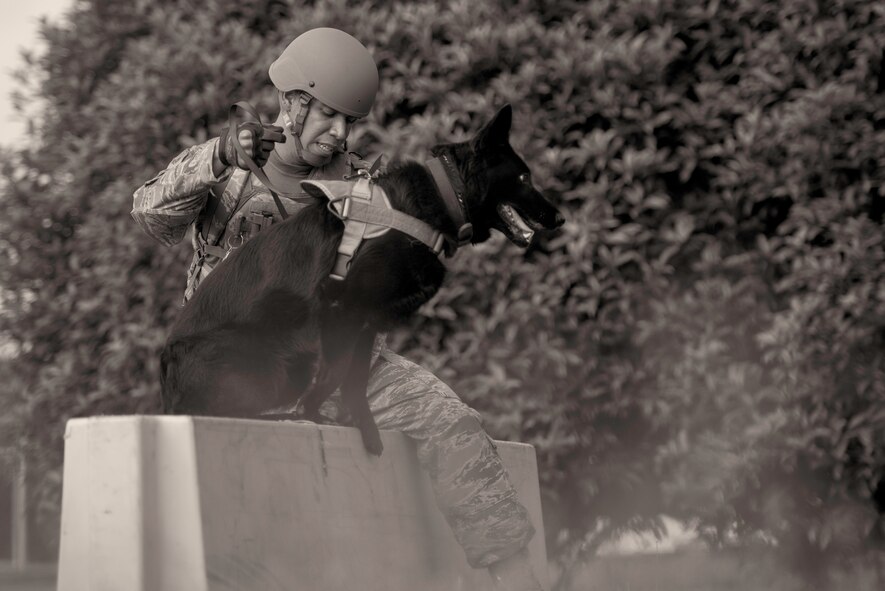 Staff Sgt. Edwin Ortiz, 374th Security Forces Squadron military working dog handler, and his canine, Stella, compete on an obstacle course during Yokota’s Top Dog competition at Yokota Air Base, Japan, May 16, 2016. In this event, teams were judged on how well they negotiated obstacles, the handler’s tactics and the handler’s ability to control their dog during stressful situations. (U.S. Air Force photo by Senior Airman Delano Scott/Released)