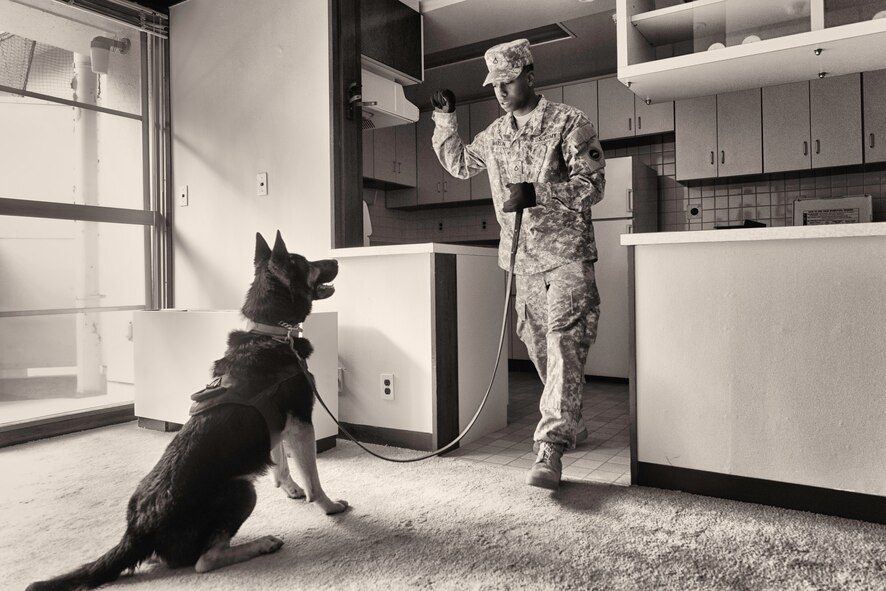 Private first class Rodney Watson, 901ST Military Police Detachment, gives a command to his canine, Buzo, during Yokota’s Top Dog competition at Yokota Air Base, Japan, May 16, 2016. The competition showcased the dogs and their handlers’ ability to work together and solve various problems including detection, building search and relay races. (U.S. Air Force photo by Senior Airman Delano Scott/Released)