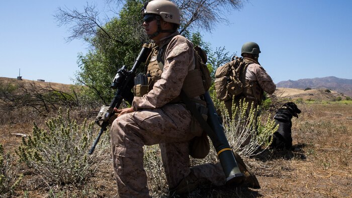 Two reconnaissance man Marines and a military working dog take security positions during a reconnaissance and surveillance mission at a Marine Expeditionary Unit field exercise aboard Marine Corps Base Camp Pendleton, May 12, 2016. Gathering intelligence through reconnaissance and surveillance is one of the many unique skillsets the Maritime Raid Force brings to the MEU. 
