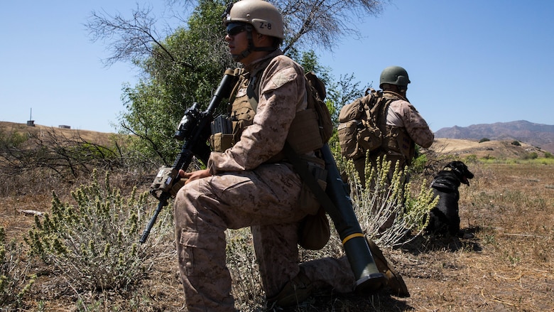 Two reconnaissance man Marines and a military working dog take security positions during a reconnaissance and surveillance mission at a Marine Expeditionary Unit field exercise aboard Marine Corps Base Camp Pendleton, May 12, 2016. Gathering intelligence through reconnaissance and surveillance is one of the many unique skillsets the Maritime Raid Force brings to the MEU. 