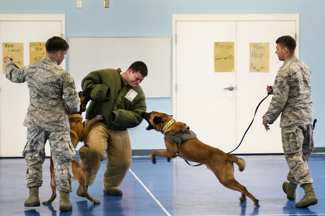 Air Force Staff Sgt. Brandon Hardy, center, braces for Arko’s attack while fending off Rex with his other arm during a military working dog demonstration for Eglin Elementary School students at Eglin Air Force Base, Fla., May 17, 2016. Hardy is assigned to the 96th Security Forces Squadron. Air Force photo by Samuel King Jr.