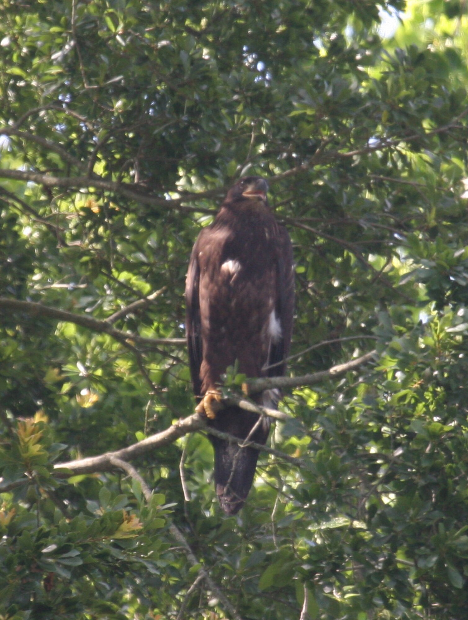 Two new bald eagles have increased the eagle population at Arnold Air Force Base to four. One of the eagles is shown here in 2013 at approximately 1 year old. Bald eagles of this age will have mostly brown plumage, black bill, brown eyes and yellow feet. As they reach a mature age of 5 years, their bill and eyes will turn yellow and the feathers on their head and tail will turn white. (Courtesy photo/John Lamb)