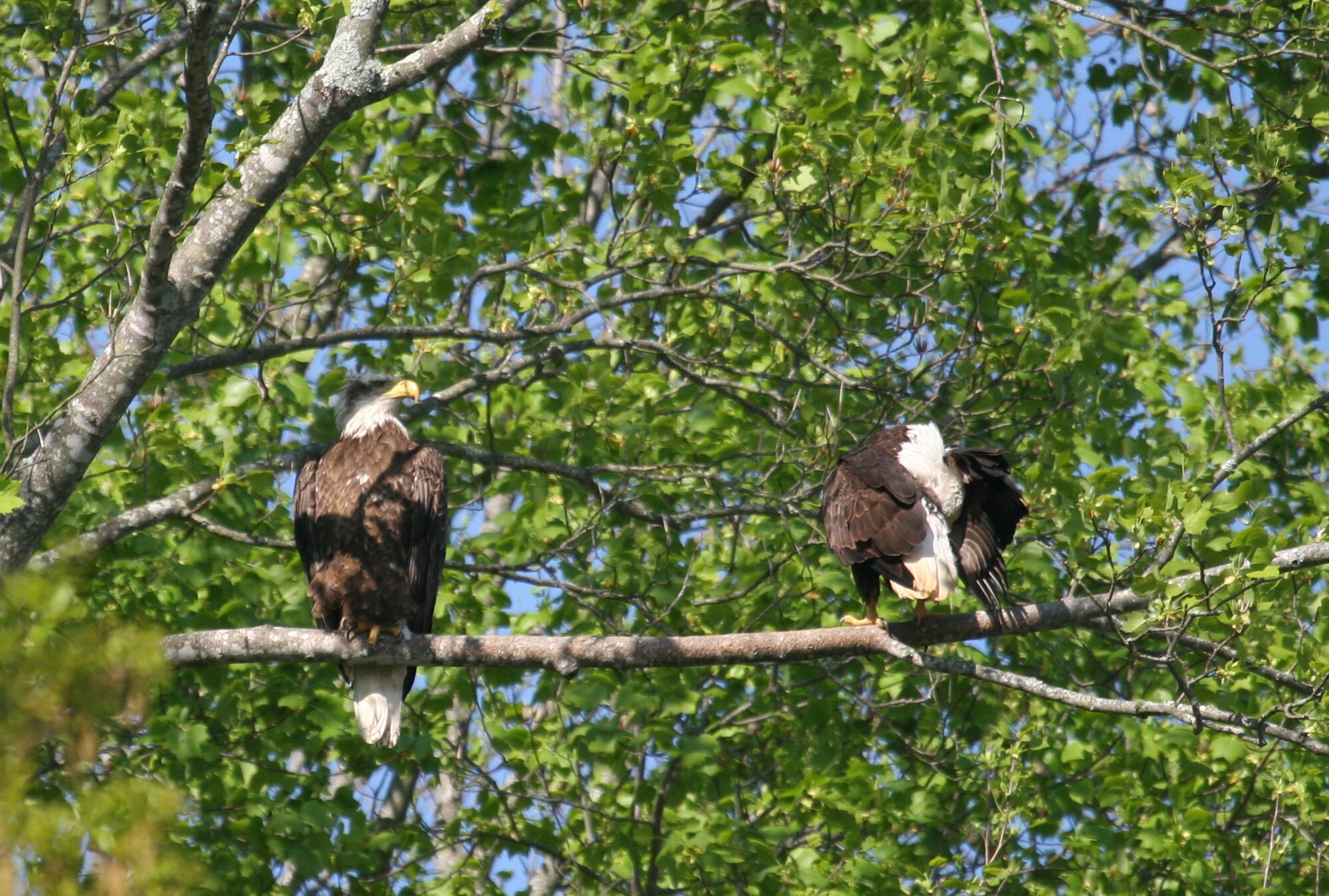 Two 4-year-old bald eagles were seen on Arnold Air Force Base property recently, increasing the number of reported eagles to four at the base. Shown here are the eagles resting in the tree canopy April 4, 2016. The age of these eagles is determined by the brown plumage remaining behind the eye and in the tail. A 5-year-old, adult eagle will have completely white feathers on the head and tail. (Courtesy photo/John Lamb)