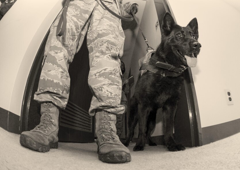 Stella, 374th Security Forces Squadron military working dog, searches a room for simulated drugs during Yokota’s Top Dog competition at Yokota Air Base, Japan, May 16, 2016. Seven canine teams competed in sweeping rooms for simulated enemy combatants and drugs while judges timed and scored their performances. (U.S. Air Force photo by Airman 1st Class Elizabeth Baker/Released)