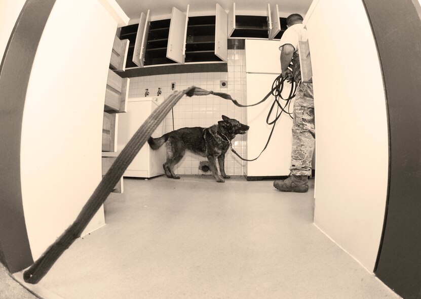 Staff Sgt. Robert Whaley, 374th Security Forces Squadron military working dog handler, guides his canine, Demo, to detect simulated drugs during Yokota’s Top Dog competition at Yokota Air Base, Japan, May 16, 2016. Canine teams from three U.S. and Japanese bases as well as Government of Japan Customs participated in the competition, which showcased the dogs and their handlers’ ability to work together through bomb and drug detection, building search and relay races. (U.S. Air Force photo by Airman 1st Class Elizabeth Baker/Released) 