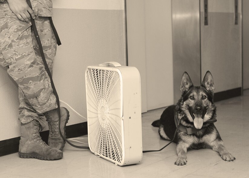 Izo, 374th Security Forces Squadron military working dog, cools off after working at Yokota Air Base, Japan, May 16, 2016. Izo and working dogs from across Japan participated in Yokota’s Top Dog competition, facing off in various categories such as high risk traffic stops, bomb and drug detection and building searches. (U.S. Air Force photo by Airman 1st Class Elizabeth Baker/Released)