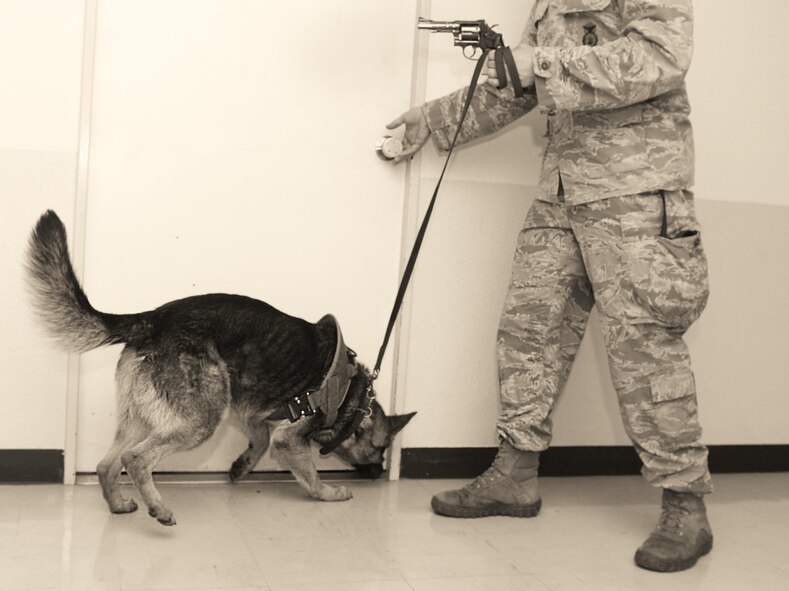 Izo, 374th Security Forces Squadron military working dog, searches for signs of any occupant behind a door with his handler, Staff Sgt. Jordan Gunterman, 374 SFS MWD handler, at Yokota Air Base, Japan, May 16, 2016. Canine teams from three U.S. and Japanese bases as well as Government of Japan Customs participated in Yokota’s Top Dog competition, which showcased the dogs and their handlers’ ability to work together through bomb and drug detection, building search and relay races. (U.S. Air Force photo by Airman 1st Class Elizabeth Baker/Released) 
