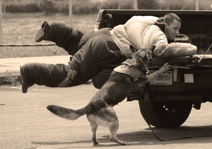Benjo, 374th Security Forces Squadron military working dog, apprehends a simulated active shooter at Yokota Air Base, Japan, May 16, 2016. Benjo neutralized the shooter during Yokota’s Top Dog competition, where he competed with working dogs from across Japan in various categories such as high risk traffic stops, bomb and drug detection and building searches. (U.S. Air Force photo by Airman 1st Class Elizabeth Baker/Released)