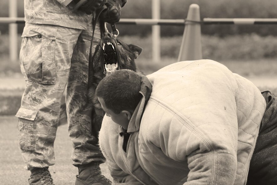 Benjo, 374th Security Forces Squadron military working dog, barks at a simulated active shooter at Yokota Air Base, Japan, May 16, 2016. Benjo helped neutralize the shooter during Yokota’s Top Dog competition, where he competed with working dogs from across Japan in various categories such as high risk traffic stops, bomb and drug detection and building searches. (U.S. Air Force photo by Airman 1st Class Elizabeth Baker/Released)