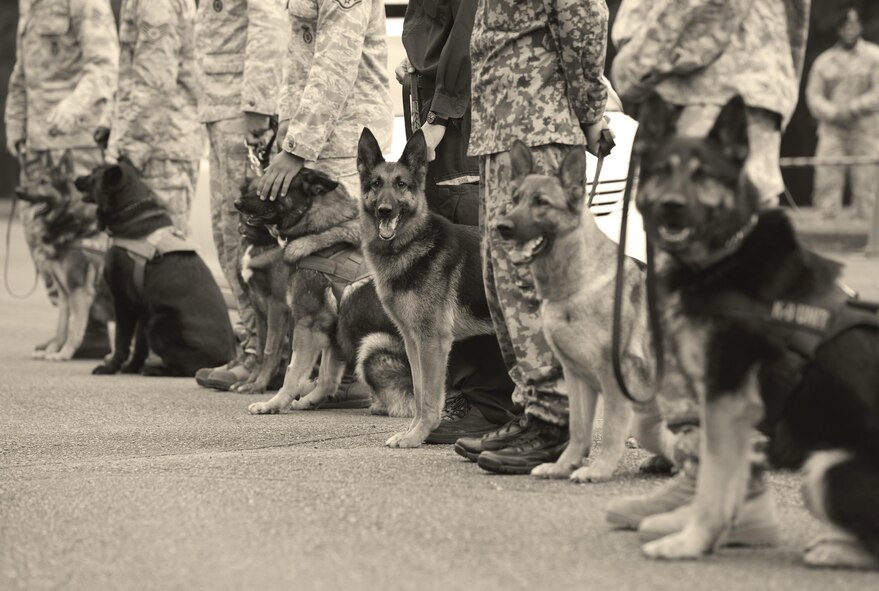 Canine teams from three U.S. and Japanese bases as well as Government of Japan Customs wait to begin Yokota’s Top Dog competition at Yokota Air Base, Japan, May 16, 2016. The competition showcased the teams’ ability to work together through bomb and drug detection, building search and relay races. (U.S. Air Force photo by Airman 1st Class Elizabeth Baker/Released)