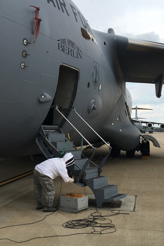 Staff. Sgt. Joshua Carder, a firefighter at the 167th Airlift Wing in Martinsburg, W.Va., collects bees that swarmed a C-17 Globemaster III on the flightline at the 167th, May 3, 2016. Carder estimated that there were about 5,000 to 10,000 bees in the swarm. The bees landed and gathered in two large masses on the fuselage and crew entrance door ladder.   Carder volunteered to capture the bees and keep them on his orchard with his other hives. (U.S. Air National Guard photo by Tech. Sgt. Matt Riffle/released) 