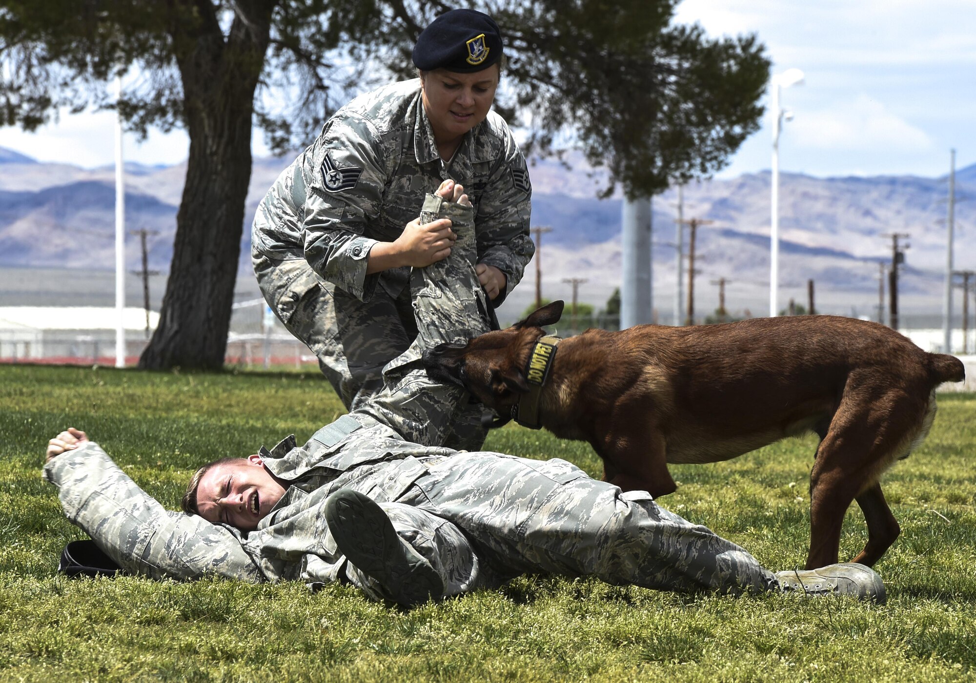 Staff Sgt. Anique, 799th Security Forces Squadron military working dog handler and Samuel, 799th SFS MWD, take down a simulated combative during a K-9 demonstration at a local high school March 17, 2016, in Indian Springs, Nevada. MWDs and their handlers train together to protect military personnel and equipment, detect explosives and conduct search and rescue operations during disasters. (U.S. Air Force photo by Senior Airman Adarius Petty/Released)