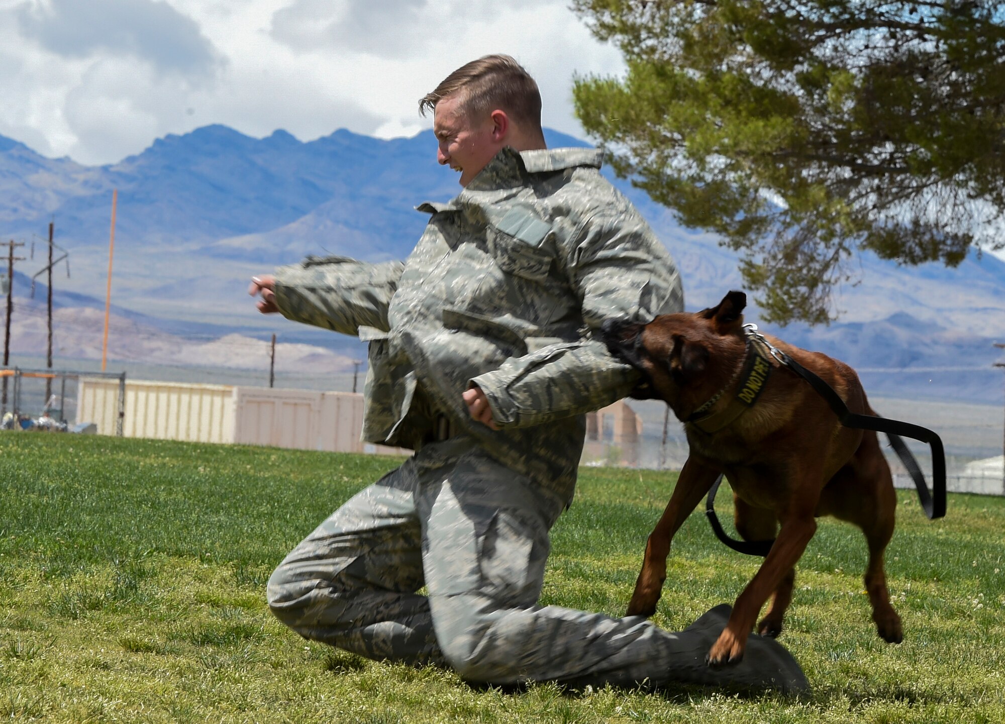 Samuel, 799th Security Forces Squadron military working dog, takes down a simulated combative during a K-9 demonstration at a local high school March 17, 2016, in Indian Springs, Nevada. The demonstration was part of National Police Week, an observance which honors civilian and military law enforcement members who have paid the ultimate sacrifice. (U.S. Air Force photo by Senior Airman Adarius Petty/Released)
