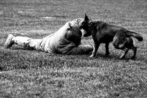 Staff Sgt. Brandon Sheets, 4th Security Forces Squadron military working dog handler, is brought down by Kuli, an MWD, during a demonstration, May 18, 2016, at Seymour Johnson Air Force Base, North Carolina. Friends and family were able to witness the full capabilities of the 4th Fighter Wing’s MWD division as part of Police Week. (U.S. Air Force photo by Airman Shawna L. Keyes/Released)  