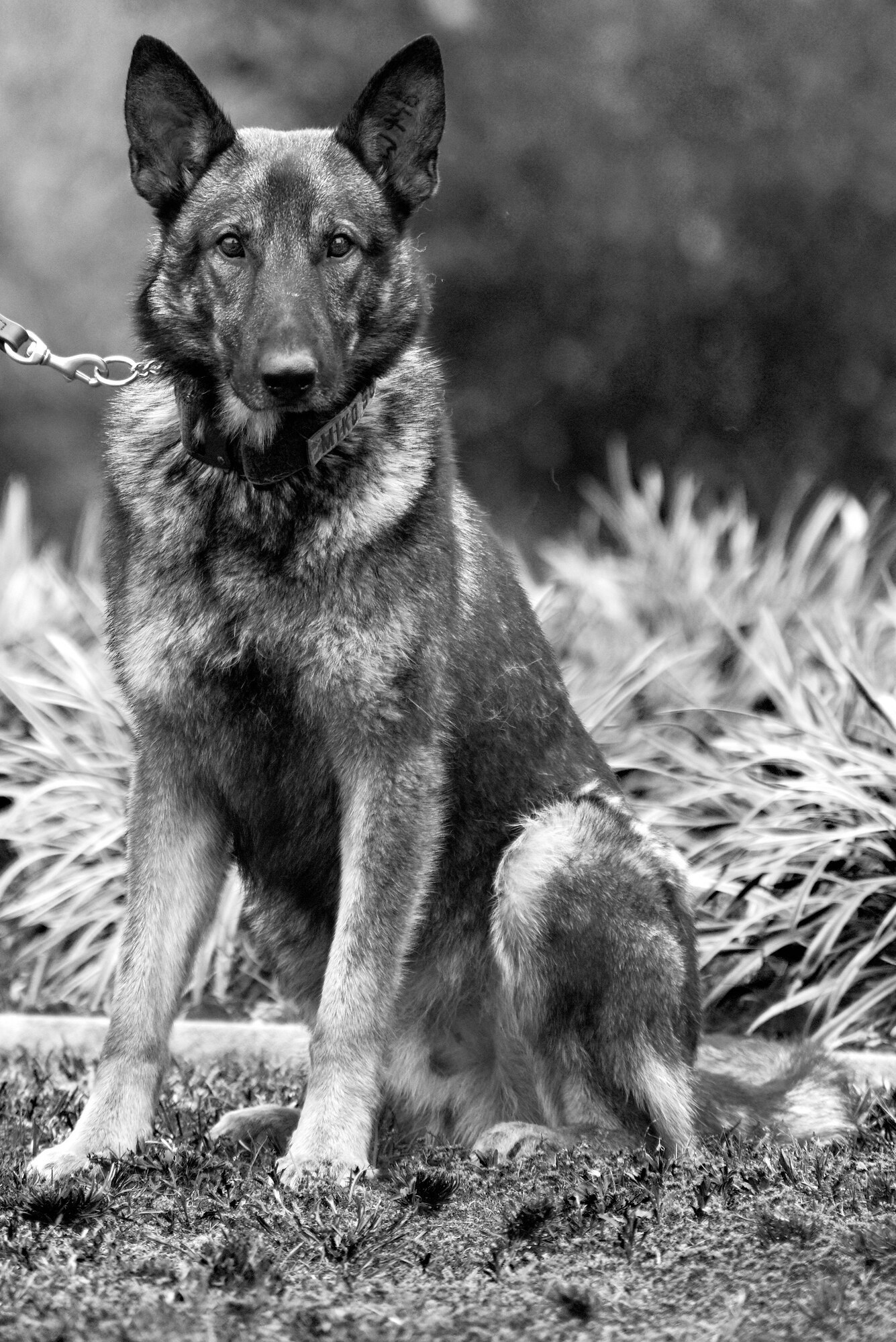 Miko, 4th Security Forces Squadron military working dog, sits during the Police Week closing ceremony, May 20, 2016, at Seymour Johnson Air Force Base, North Carolina. President John F. Kennedy designated May 15 as Peace Officers Memorial Day and the week in which that date falls as Police Week. (U.S. Air Force photo by Airman Shawna L. Keyes/Released)