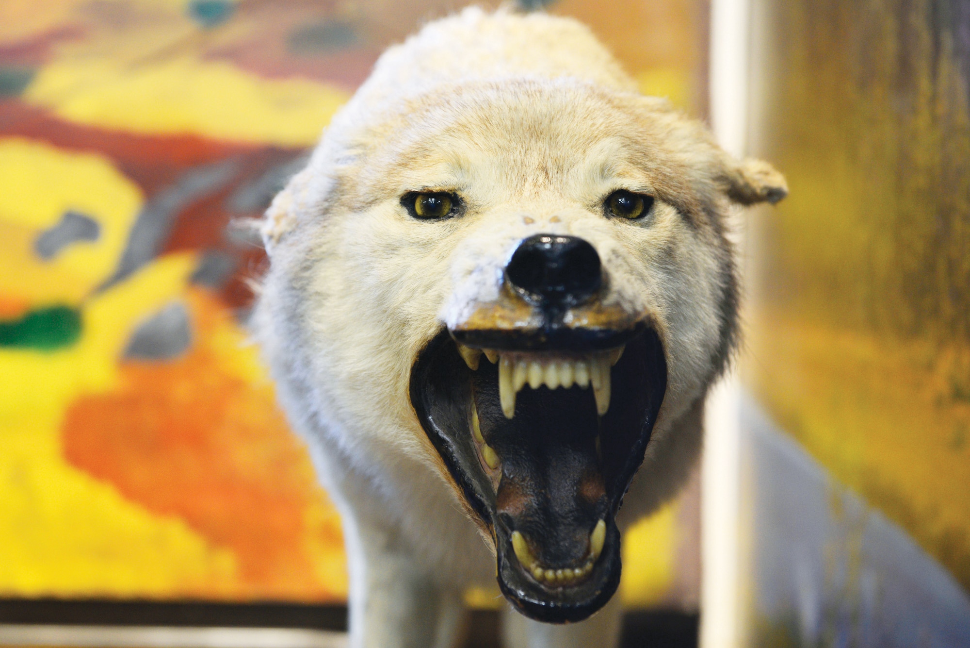 A wolf mount stands guard at the Joint Base Elmendorf-Richardson Wildlife Education Center, May 11, 2016. More than 200 Alaska wildlife mounts can be found at the center representing mammals, birds and fish from different Alaska ecosystems and habitats. (U.S. Air Force photo by Airman 1st Class Valerie Monroy)