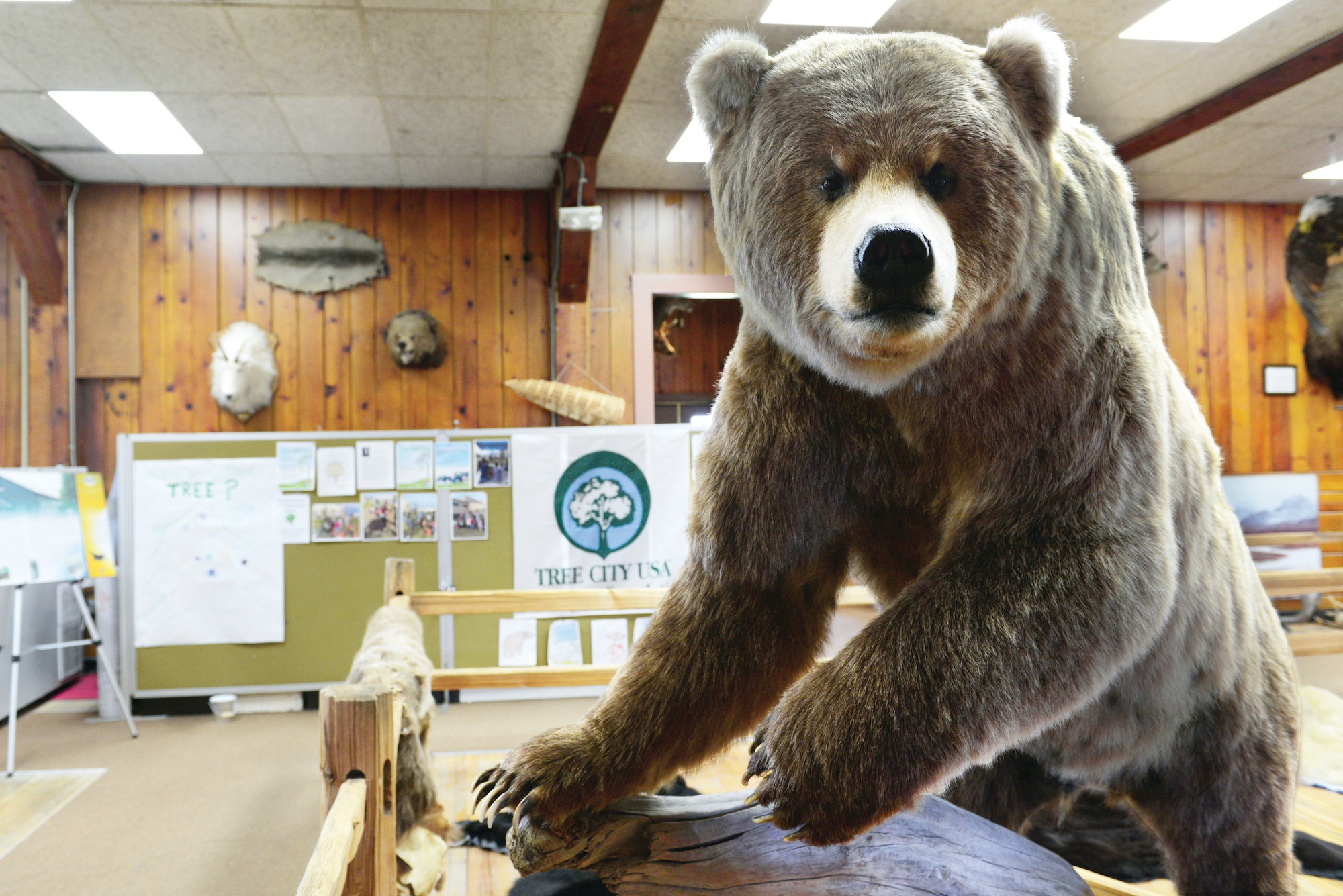 A bear mount welcomes guests to the Joint Base Elmendorf-Richardson Wildlife Education Center, May 11, 2016. The center offers natural resource and habitat displays and interactive exhibits. (U.S. Air Force photo by Airman 1st Class Valerie Monroy)