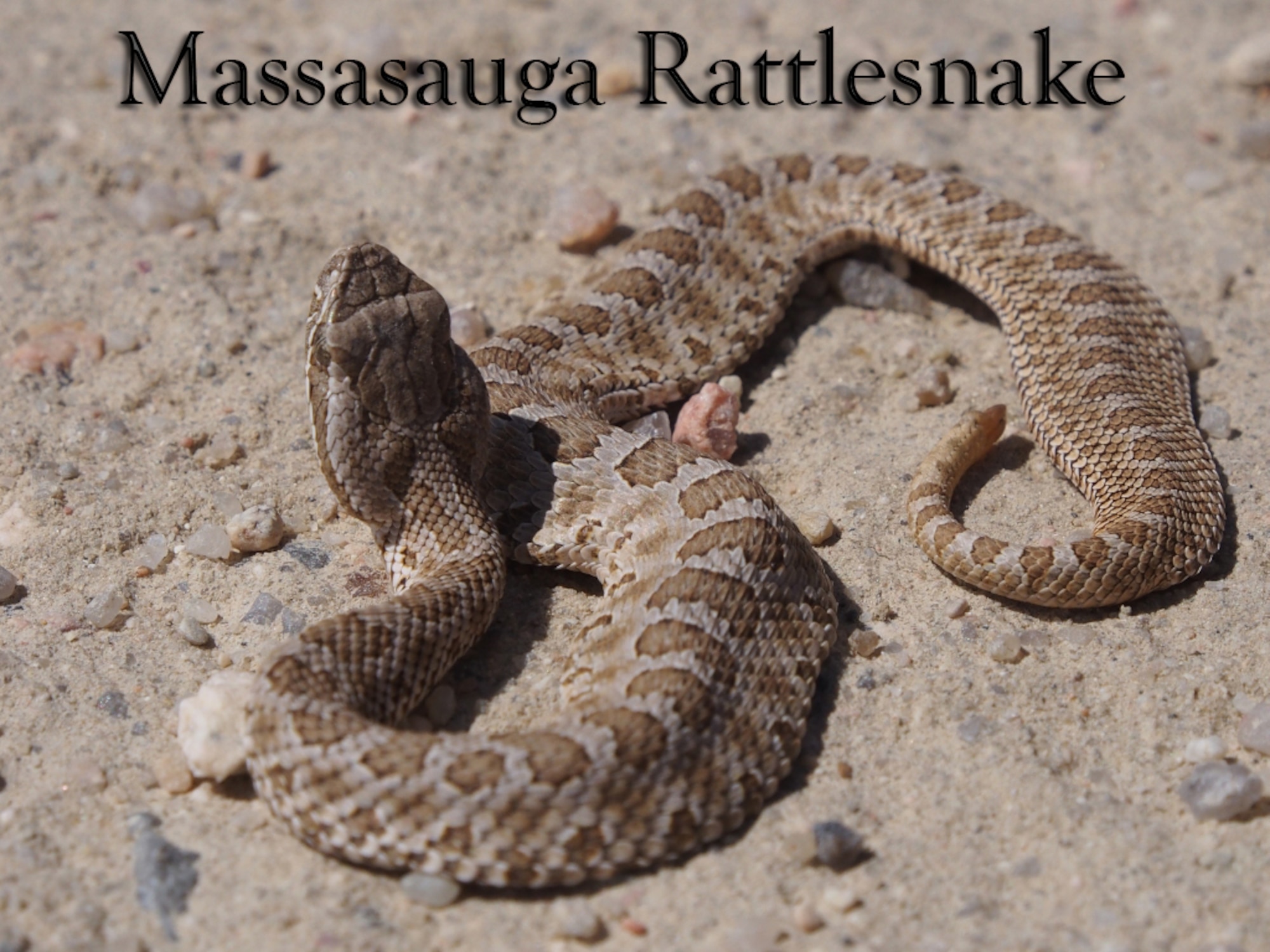 Three of the most common snakes found on Buckley Air Force Base are the rattlesnake, bull snake and garter snake. Snakes first appear after a long winter, they are primarily looking for a meal and then a mate. As temperatures increase during the spring through the end of summer, you may occasionally see snakes in your yard or during outdoor activities. (Courtesy photo)