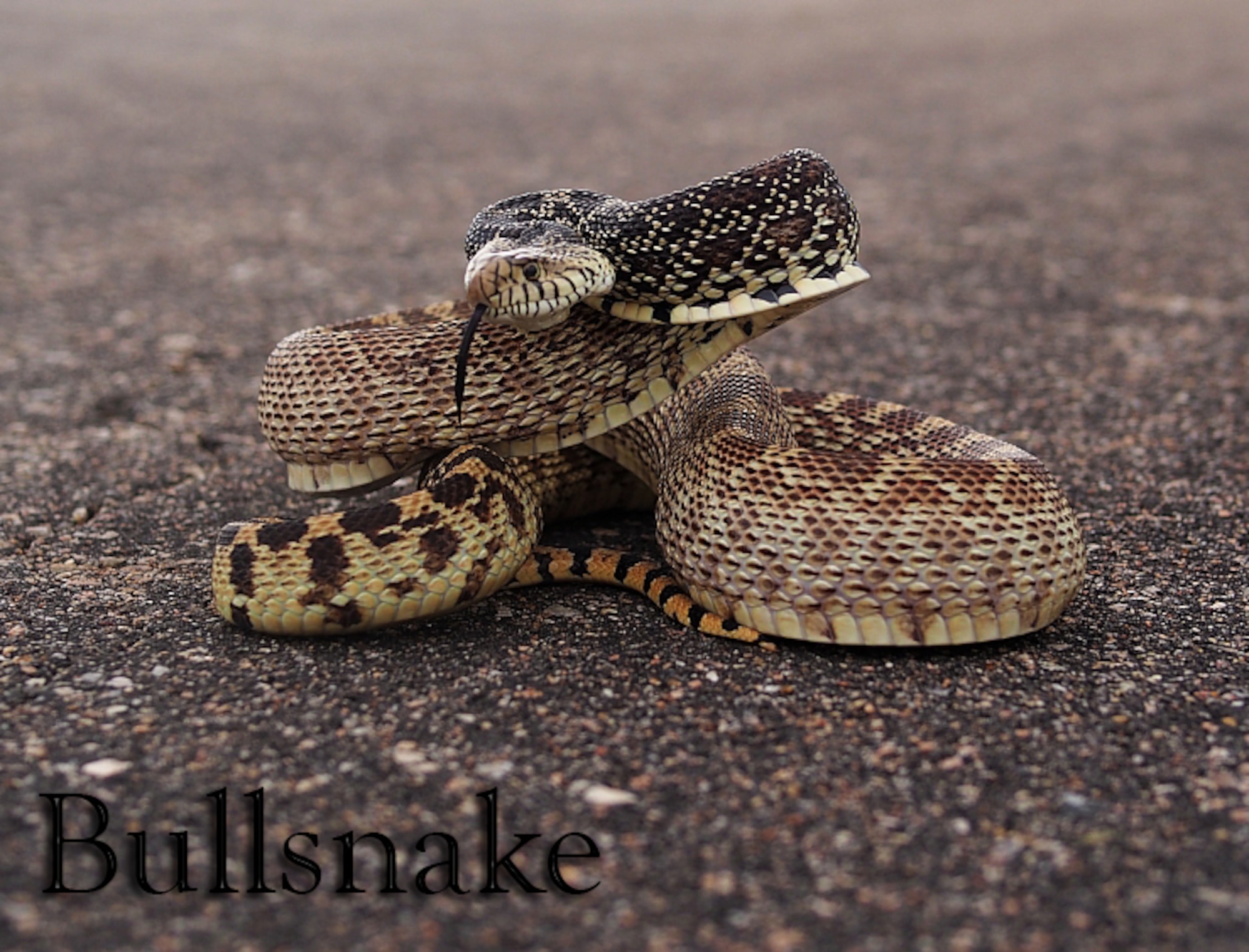 Three of the most common snakes found on Buckley Air Force Base are the rattlesnake, bull snake and garter snake. Snakes first appear after a long winter, they are primarily looking for a meal and then a mate. As temperatures increase during the spring through the end of summer, you may occasionally see snakes in your yard or during outdoor activities. (Courtesy photo)