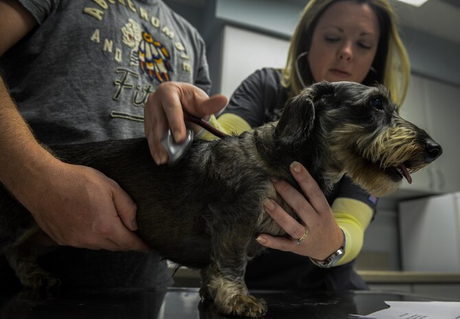 Heather Leighton, a Nellis Air Force Base Veterinary Treatment Facility veterinary animal heath technician, examines a dog during a health certification exam at Nellis AFB, Nev., May 3, 2016. A heath certificate is a declaration stating that that you have met the requirements to enter another country, but also that your pet is healthy to travel and can handle the certain extremes that can happen while traveling. (U.S. Air Force photo by Airman 1st Class Kevin Tanenbaum)