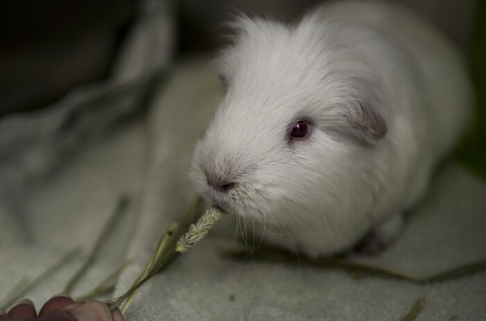 Marshmallow, a guinea pig, eats a treat at the Nellis Air Force Base Veterinary Treatment Facility on Nellis AFB, Nev.,May 3, 2016. The veterinary office sees a number of animals, but mainly focuses on the military working dogs. (U.S. Air Force photo by Airman 1st Class Nathan Byrnes) 