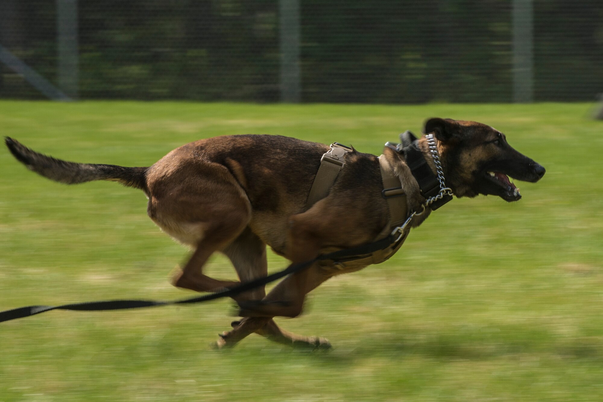 U.S. Air Force Military Working Dog (MWD) Oopal chases a suspect during a MWD competition at Eielson Air Force Base, Alaska, May 19, 2016, as part of National Police Week activities. Police Week is a time set aside to remember those who have fallen defending others and learn how law enforcement and security forces members contribute to public safety on a daily basis. (U.S. Air Force photo by Staff Sgt. Joshua Turner/Released)