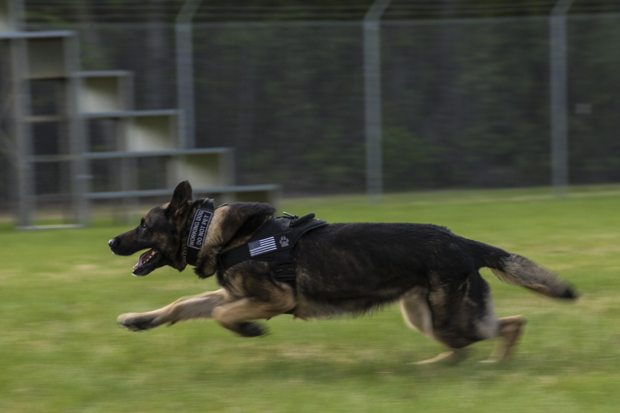 U.S. Air Force Military Working Dog (MWD) Tedy chases a suspect during a MWD competition at Eielson Air Force Base, Alaska, May 19, 2016, as part of National Police Week activities. Police Week is a time set aside to remember those who have fallen defending others and learn how law enforcement and security forces members contribute to public safety on a daily basis. (U.S. Air Force photo by Staff Sgt. Joshua Turner/Released)