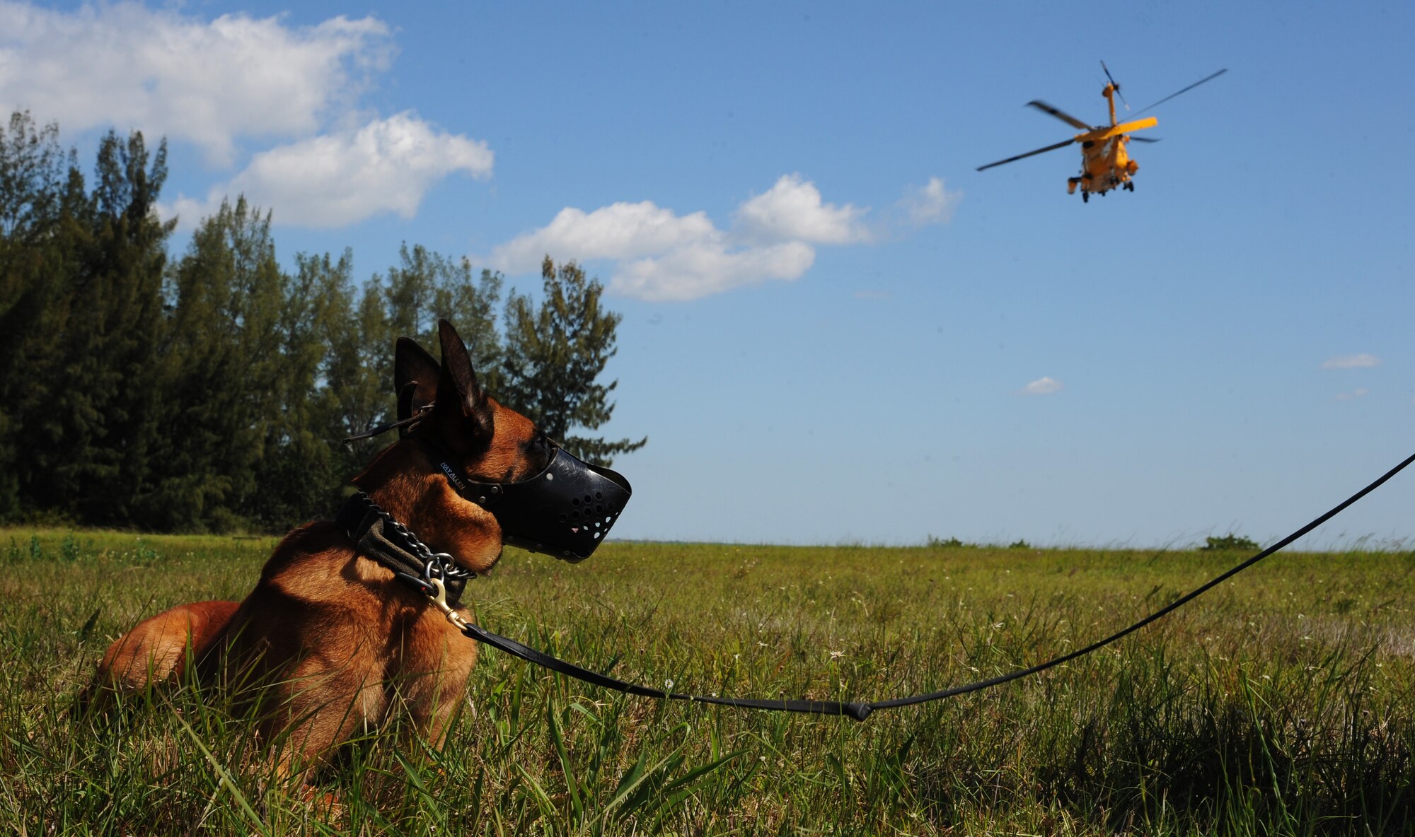 Lleonard, a military working dog assigned to the 6th Security Forces Squadron (SFS), rests next to his handler after exiting an MH-60T Jayhawk during an exercise with the U.S. Coast Guard Air Station in Clearwater, Fla., May 23, 2016. The 6th SFS partnered with the Coast Guard to provide helicopter training for the MWDs in order to expose them to the loud noise and high altitude. (U.S. Air Force photo by Airman Adam R. Shanks)